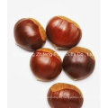 Chinese New Crop Fresh Chestnut with Wholesale Price